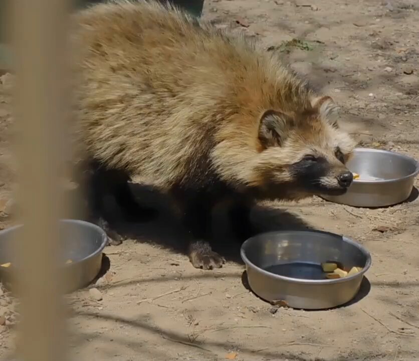 星見狸 on X: 