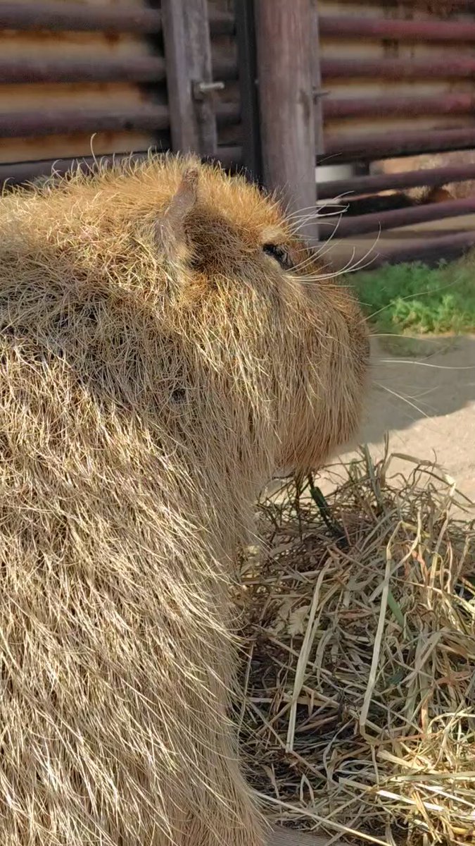 カピバラ子　0728ー0801 カピバラ」のYahoo!リアルタイム検索 - X（旧Twitter）を