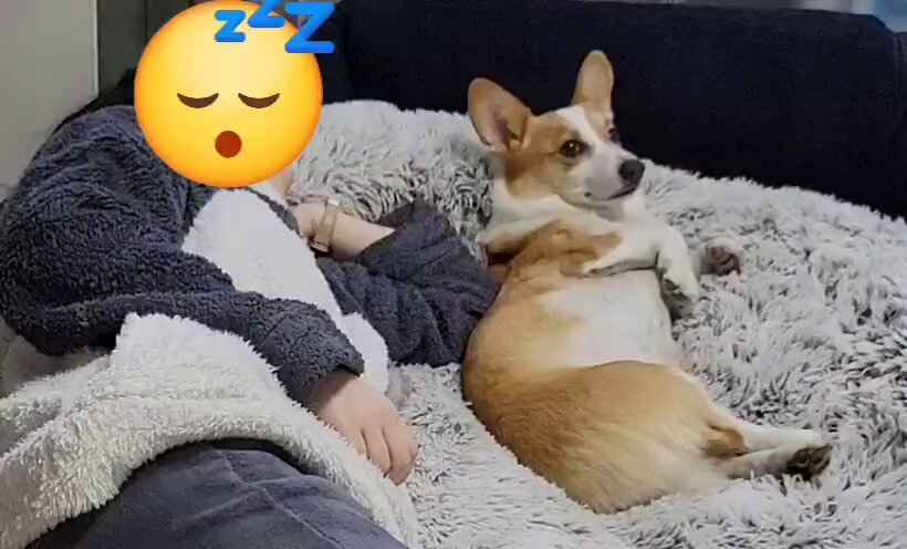 お買い物コーギー❣️ 乃雪@コーギー (@Takemywholesoul) / X