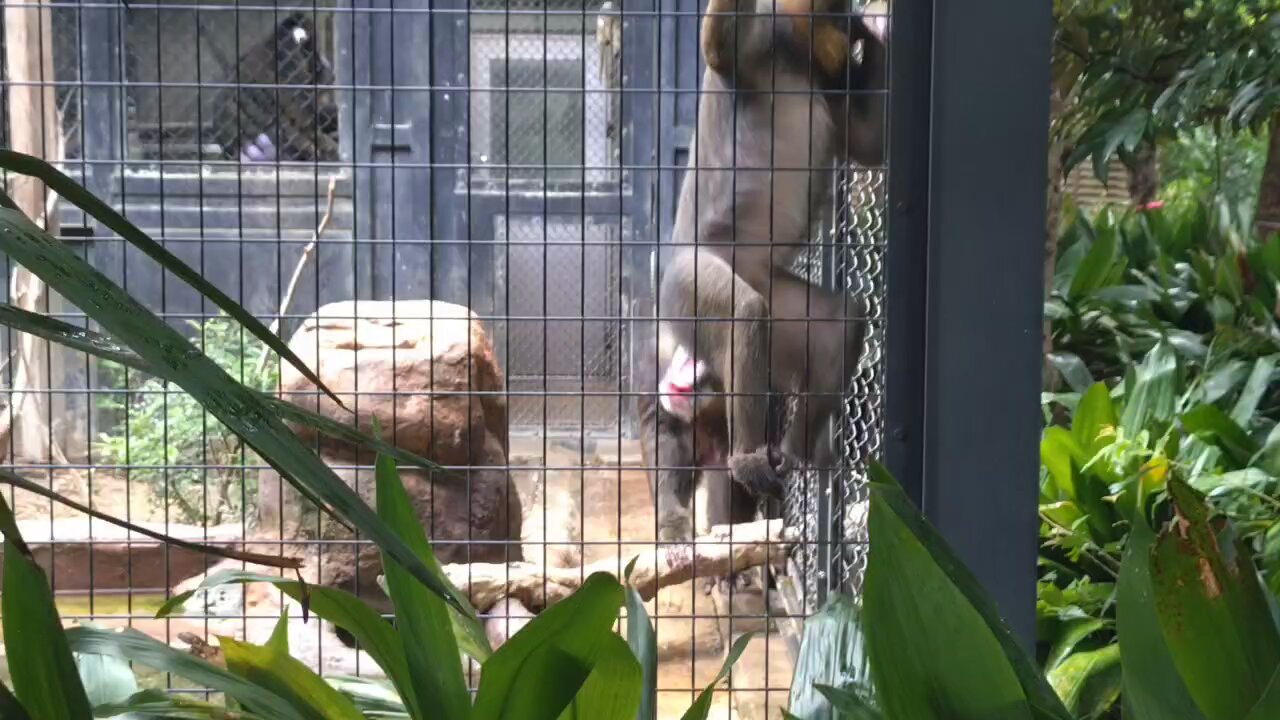 森の中の動物園 園内マップ – 九十九島動植物園森きらら