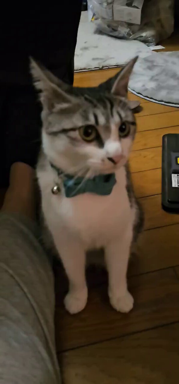 🌸おりか＿保護猫活動中 on X: 