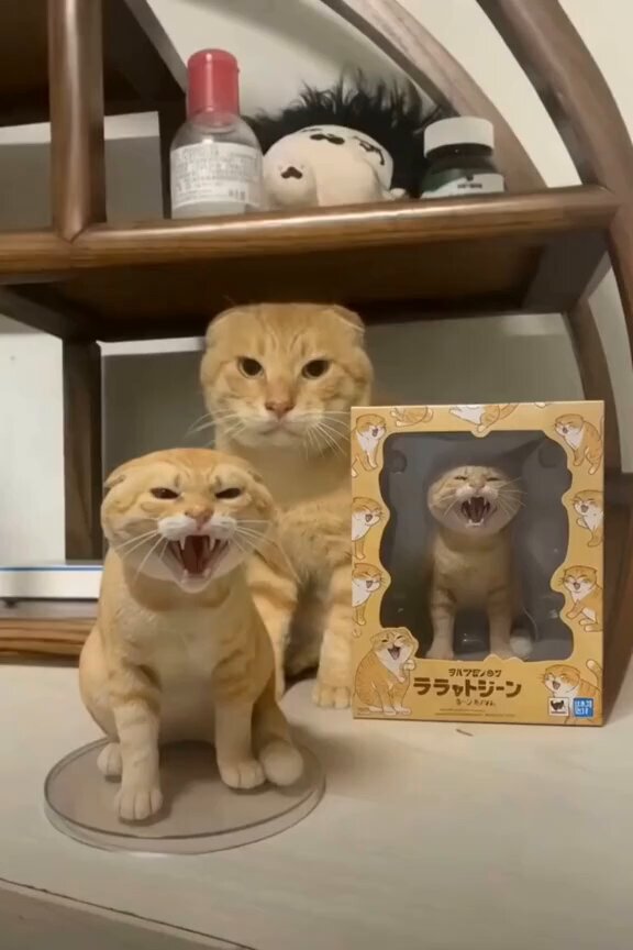 【ねこ】 ねこさん⚡(ΦωΦ) on X: 