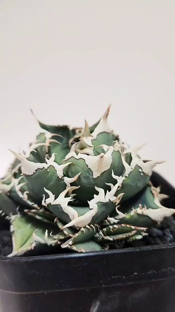 引き取り限定 渋谷 親株アガベ5個 鉢ごと ネットショップ・アガベ