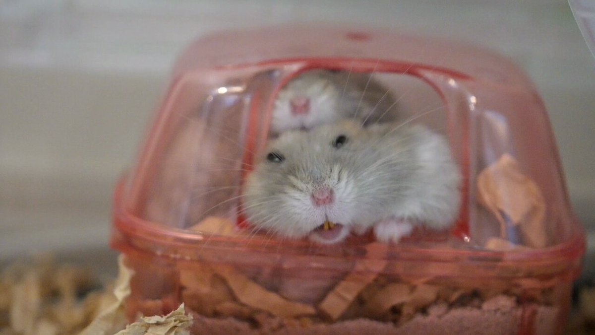 ☆ハムちゃんページ Amazon.co.jp: ドギーマンハヤシ ミニアニマン ハムちゃんのうみ