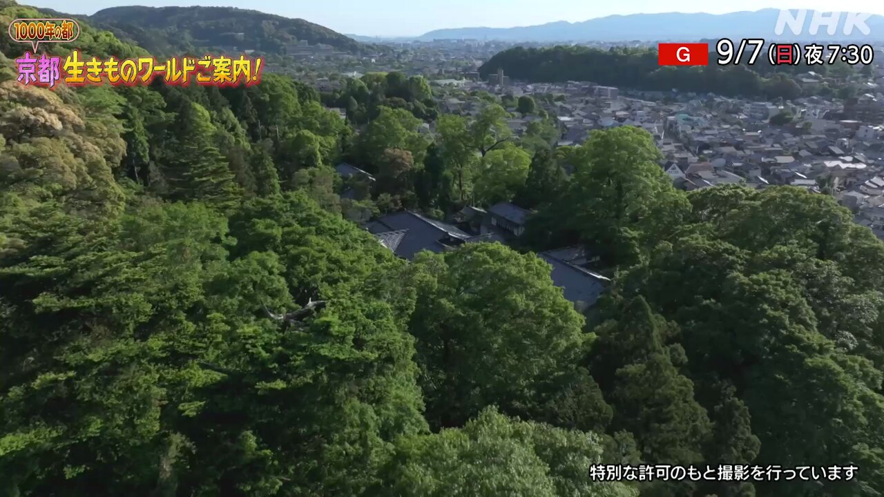ダーウィンが来た！ (@nhk_darwin) / X