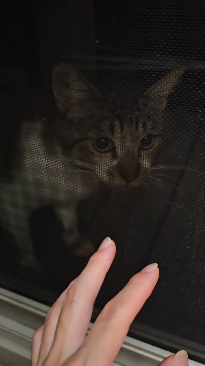 ねこ♡ ねこ肯定感｜抱きまくらMサイズ