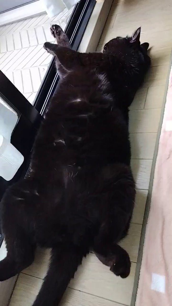 久美✩猫の下僕🐈‍⬛ on X: 