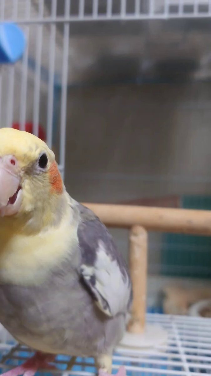 オカメインコさま専用ページ ミニオカメインコのペーパークラフト ポストカード 2枚 4羽