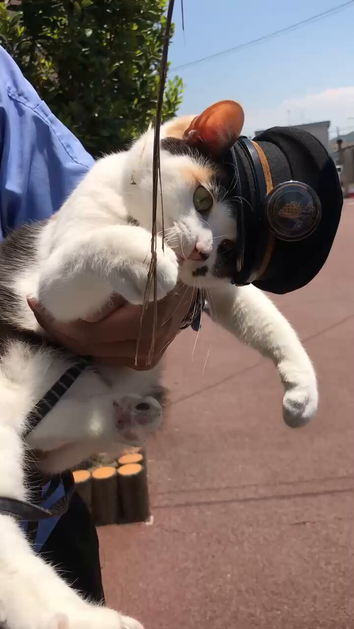 lululemon - たま駅長 lululemon - たま駅長 Amazon.co.jp: 駅長たま ~三毛猫たま