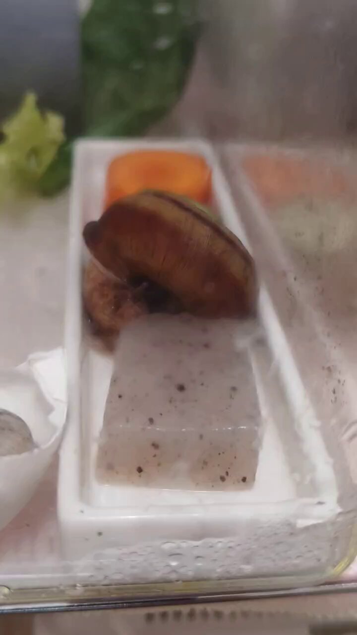 ♡かたつむり様、専用♡※他の方はご遠慮ください‼️ ハズレ🐌育児漫画 | おなかブーの終わり | Instagram