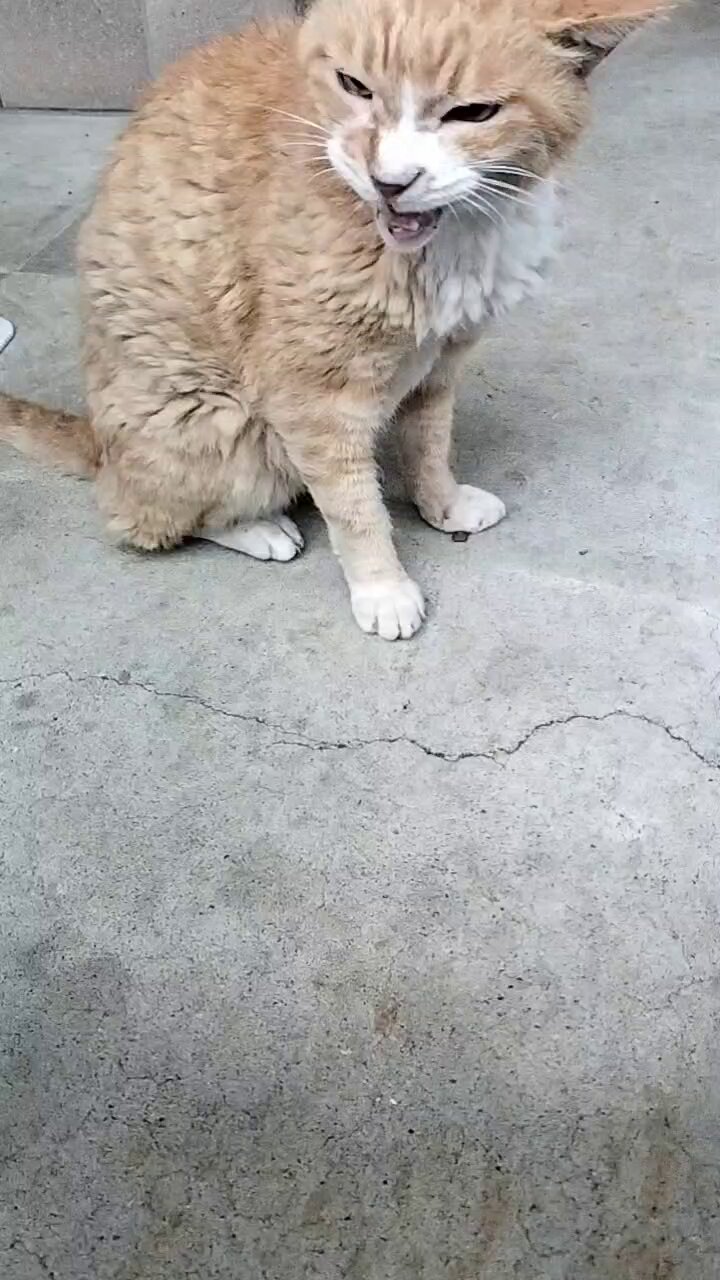 ペットシッターねこまもり on X: 
