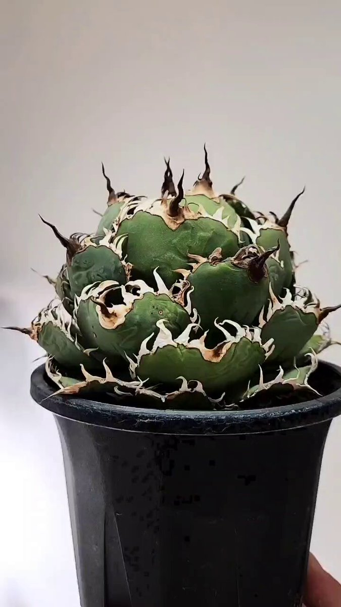 アガベ - Search / X