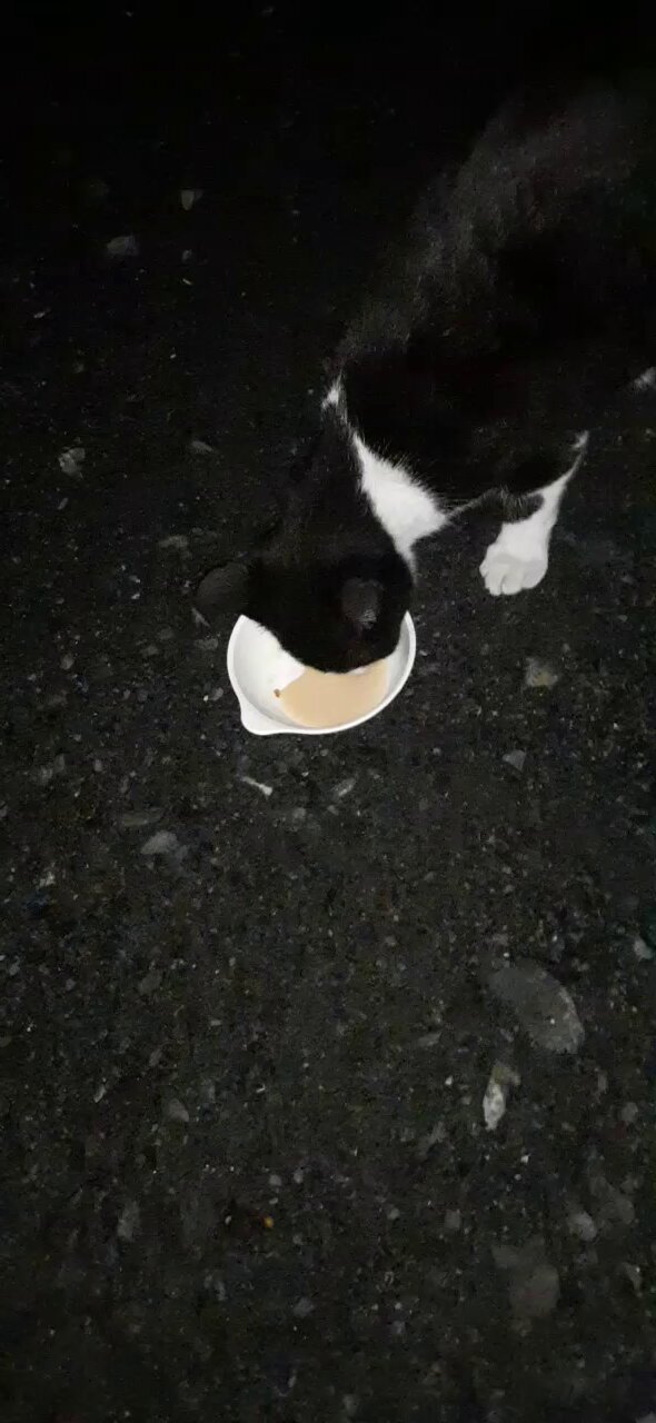 カップル&ハチワレ猫ちゃん トレンドマスター なでなでねこちゃんEX ハチワレ 4560416210760