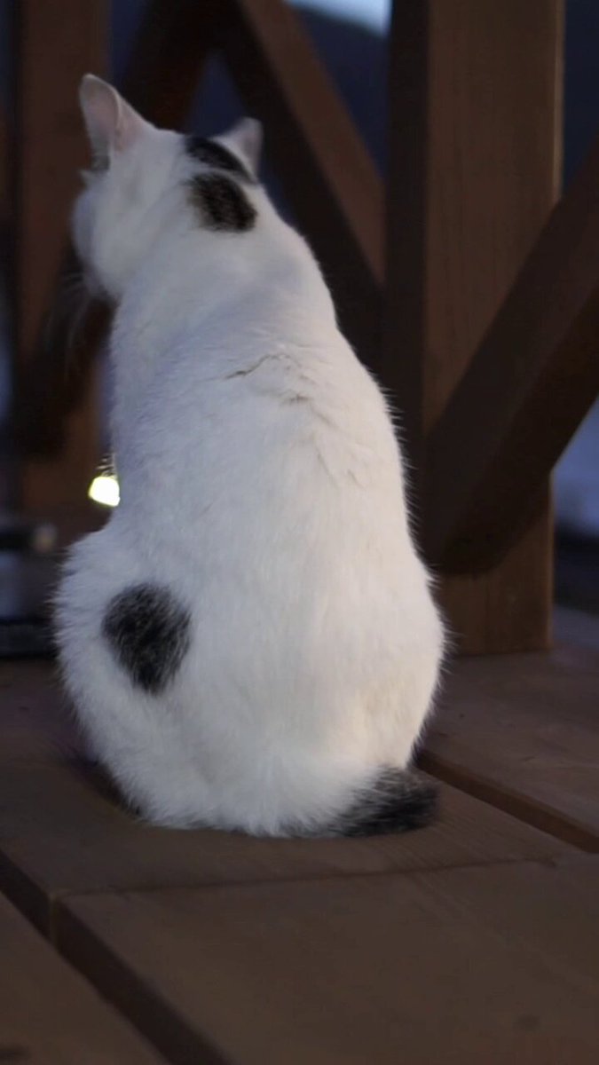 ゆき☆ワンちゃんネコちゃんシリーズ Amazon.co.jp: まるで親子のような犬と猫 今日も仲良し！ ユキ