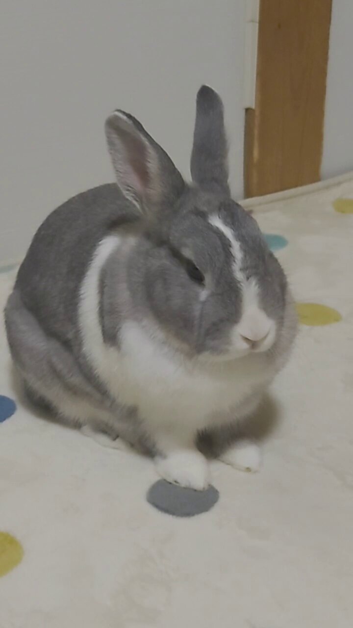 花鳥風月 on X: 