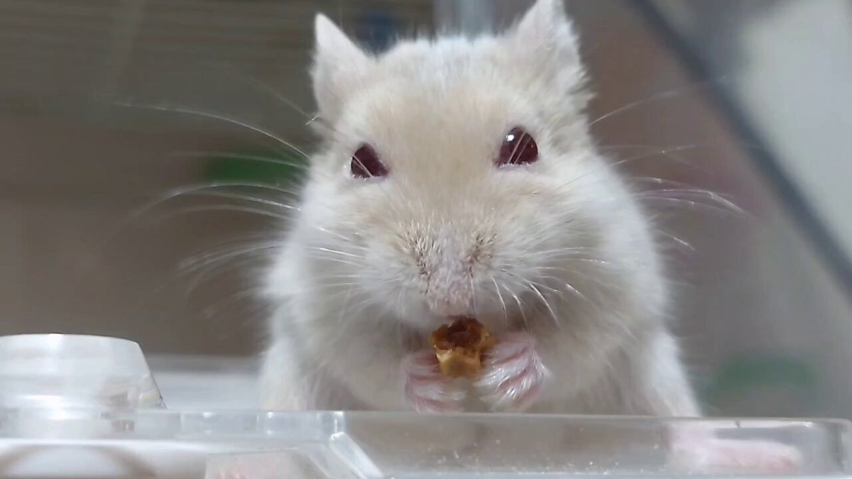 🐹どんちゃん🐹 on X: 