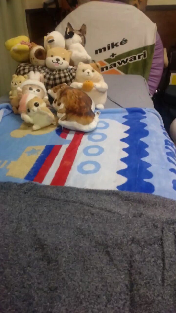 ミケちゃん on X: 