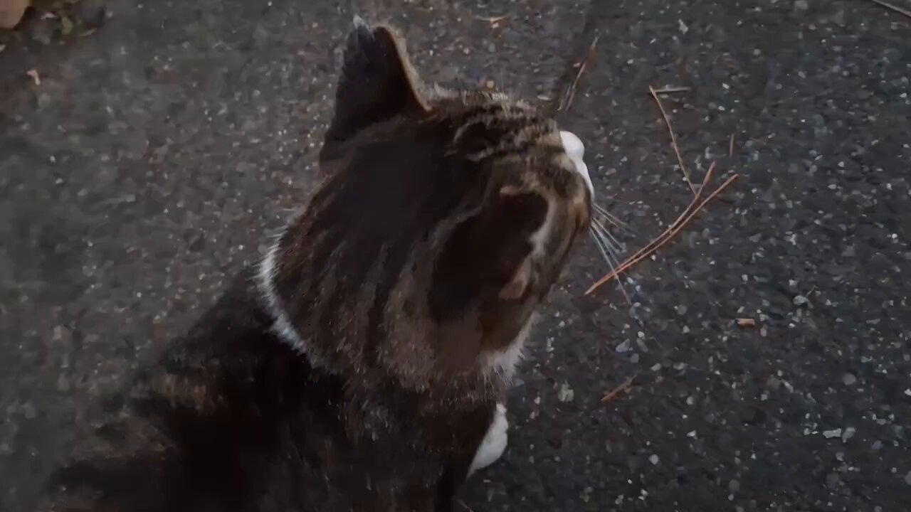 たかのっち🐈‍⬛/WEZARD/JZX100 on X: 