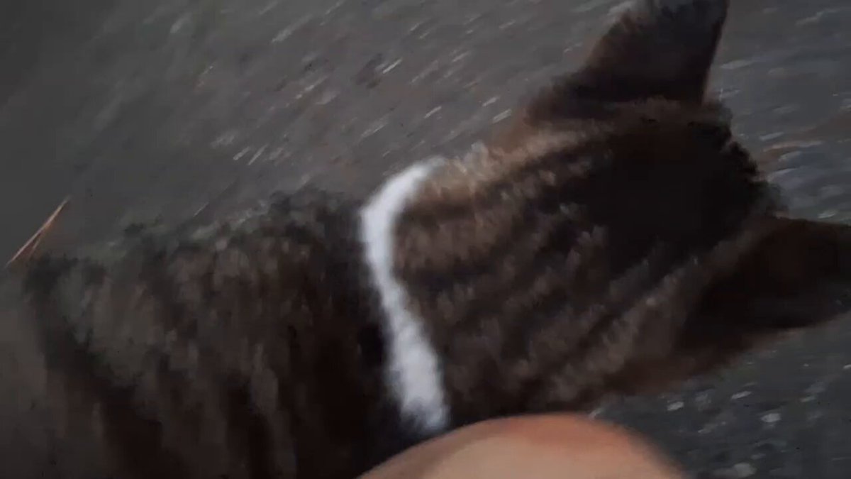 猫 Reel by 五十嵐健太@飛び猫®︎ (@tobineko_0) · July 3, 2025