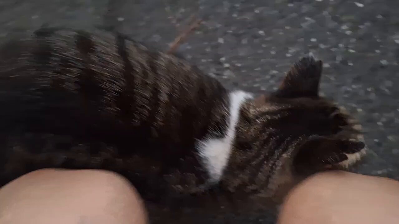 海猫 Amazon.co.jp: 【2025最新 猫よけ対策】猫よけ 超音波 猫避け
