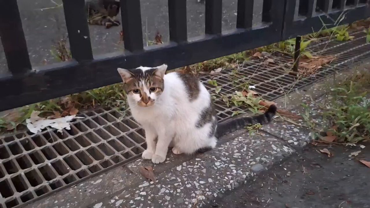 たかのっち🐈‍⬛/WEZARD/JZX100 on X: 