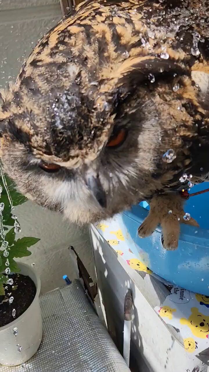 みるく様 確認用(*'▽'*)♪ 日七 - Search / X