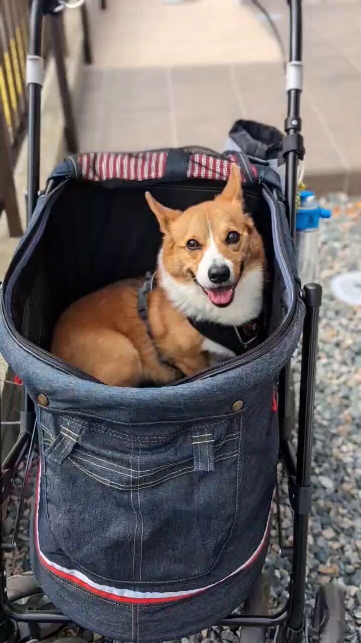 corgi-corgi コーギーコーギー 軍帽 ポリスハット corgi-corgi コーギーコーギー 軍帽 ポリスハット corgi-corgi