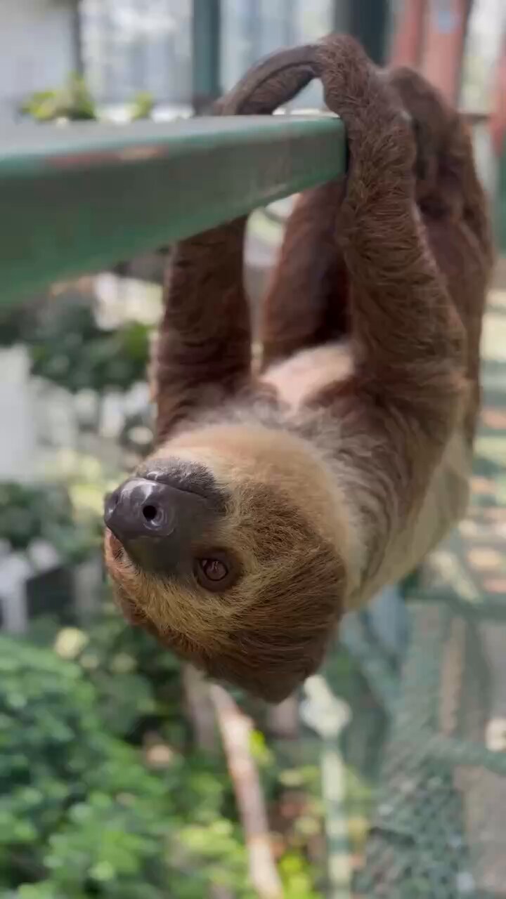 千葉市動物公園【公式】 on X: 