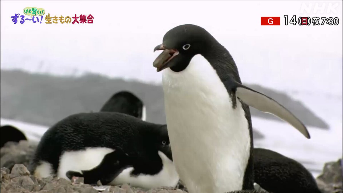 ペンギン」トピック (@penguin1topi) / X