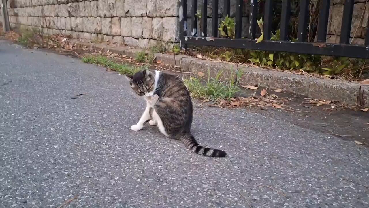 ねこ 1_000000009536.jpg?1678209906