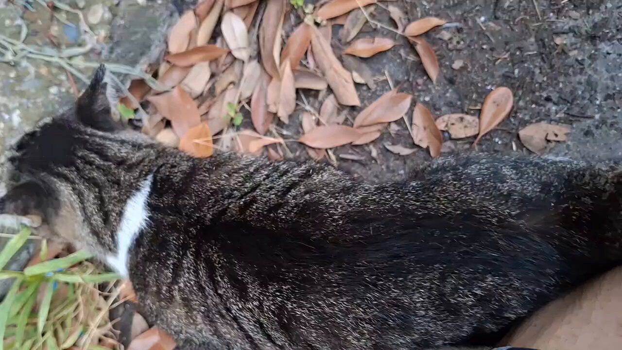 たかのっち🐈‍⬛/WEZARD/JZX100 on X: 