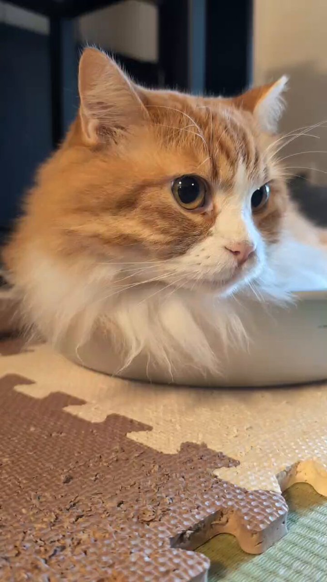 ねこすい on X: 