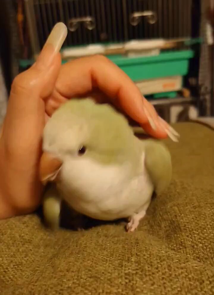 つくつくほーし (@xGX1LFEWymdql4M) / Posts / X