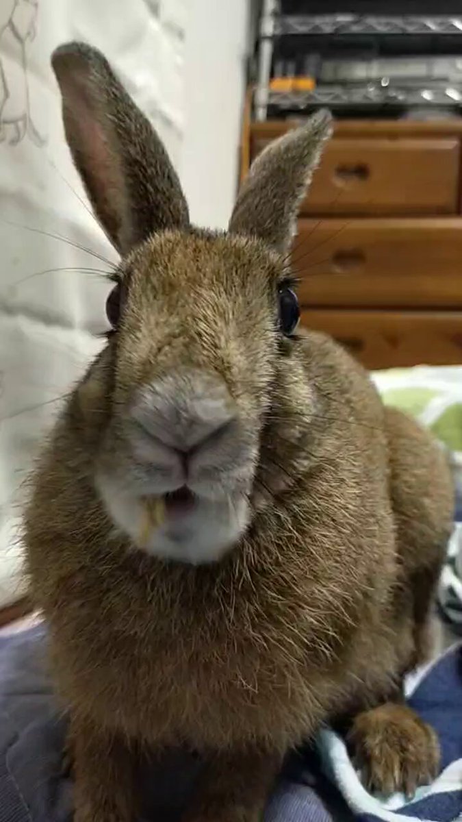 【野うさぎ♡】 野うさぎ