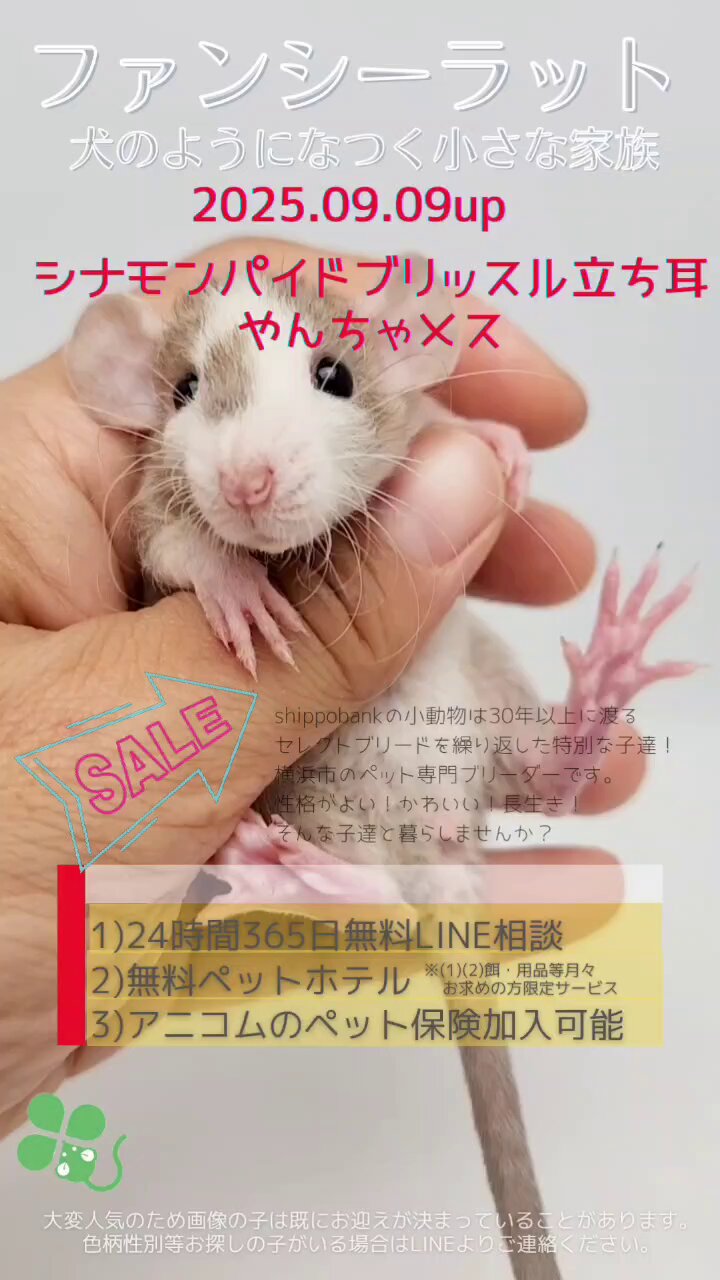 【PSA10】みんなで冒険 リズベット PSA10】みんなで冒険 リズベット 2025年最新】みんなでぼうけん
