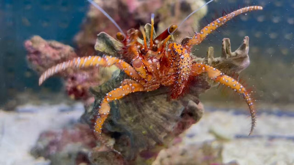 えびとカニ すさみ町立エビとカニの水族館 | 和歌山県すさみ町にあるエビと