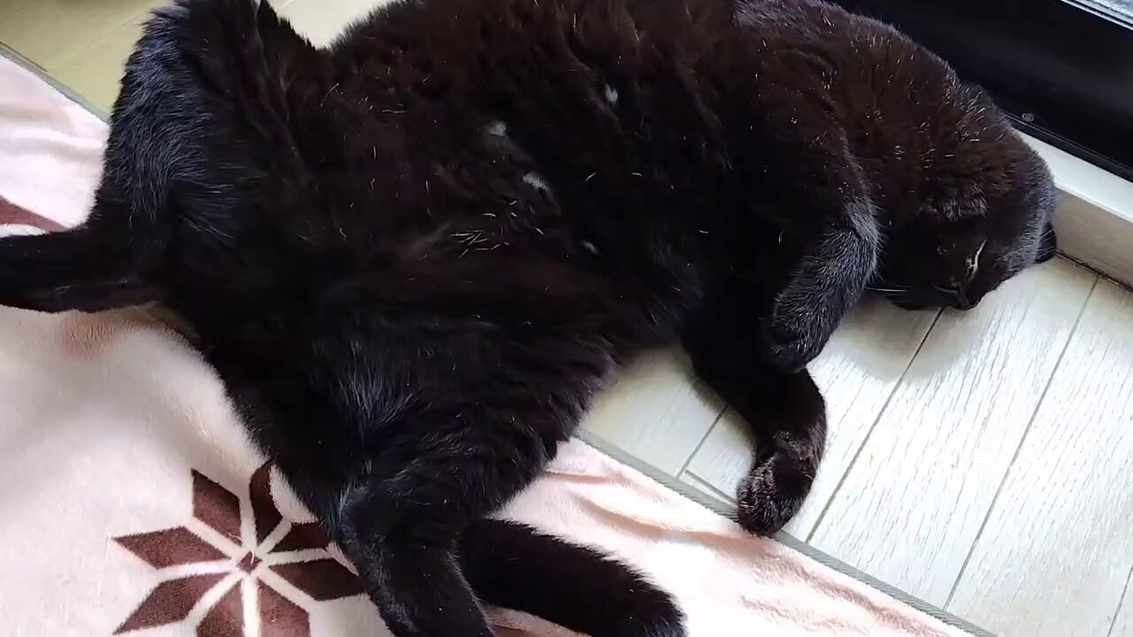久美✩猫の下僕🐈‍⬛ on X: 