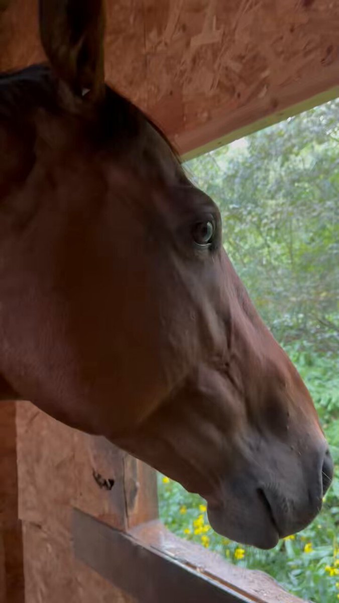 バカラ　走る馬 Yahoo!オークション -「バカラ 馬」(クリスタルガラス) (ガラス