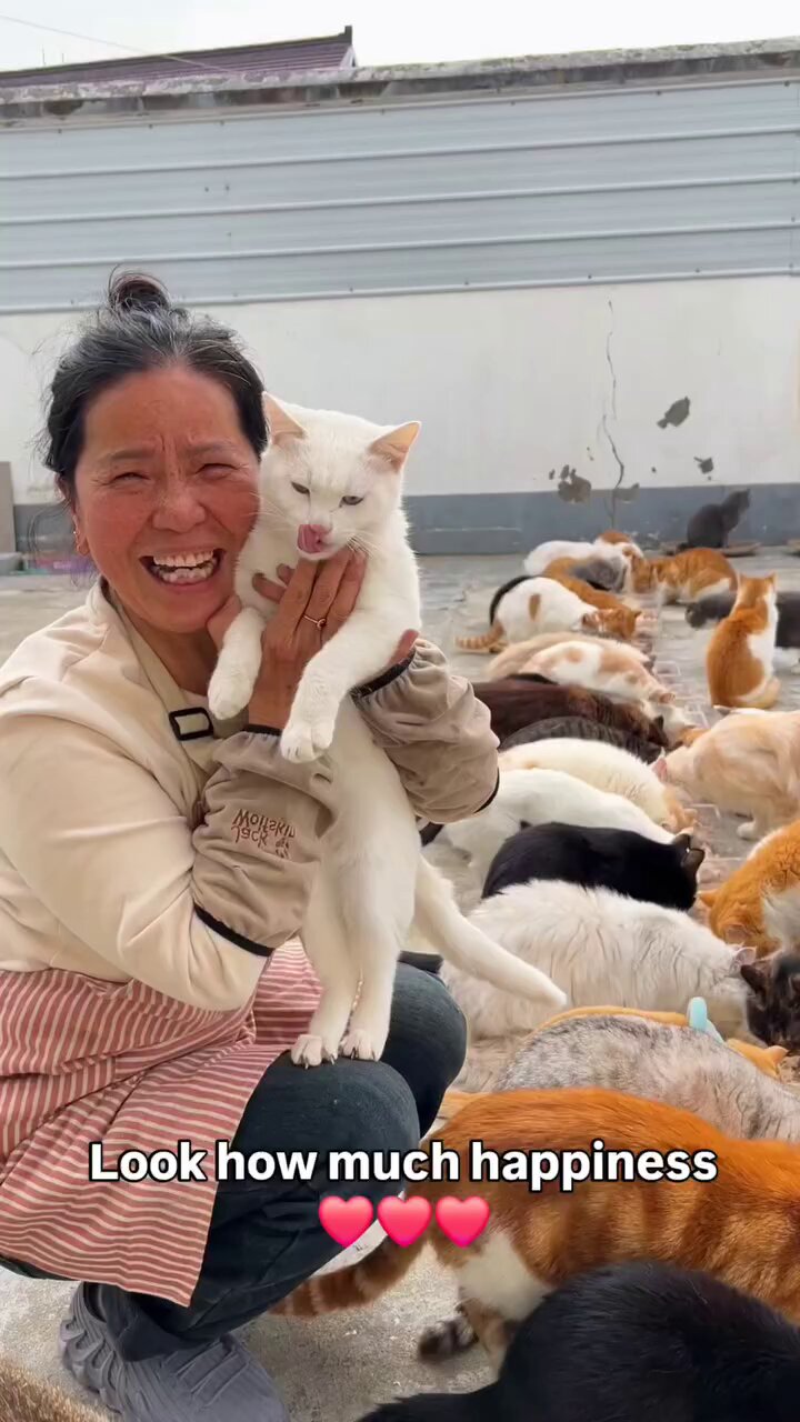ニャン吉 旅猫ニャン吉 (@noraneko_nyankichi) · Instagram photos and Reels