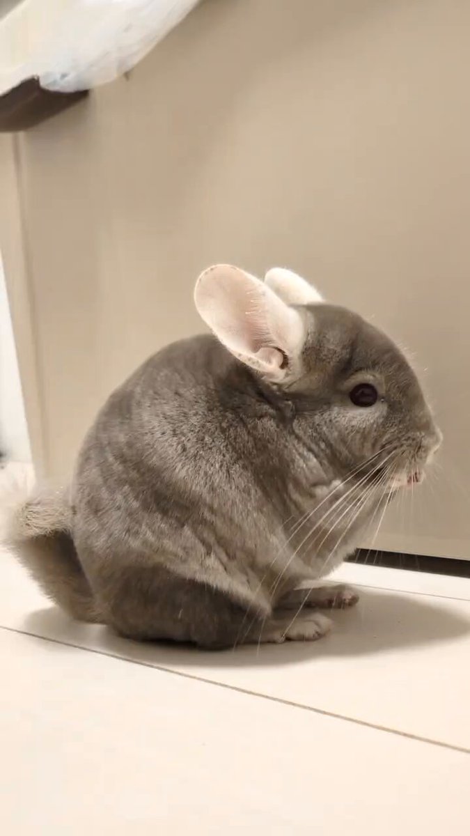 か(ω)も on X: 