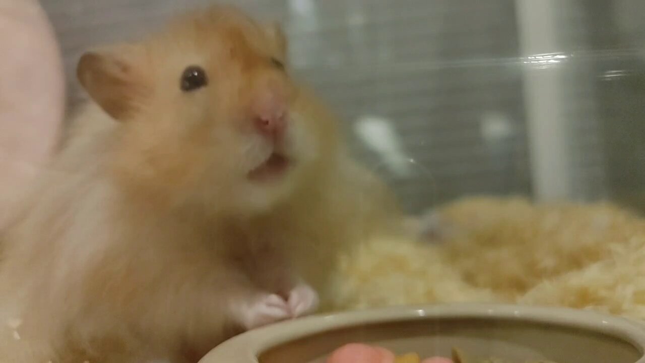 ハム助様 山崎ハム チョップドハム (計18本) ZJ7 | 佐賀県太良町