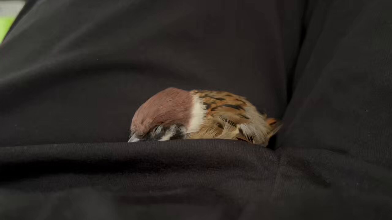 二羽の小鳥 烏骨鶏 幼雛 2羽」千葉県 - 鳥の里親募集(507593) :: ペットの