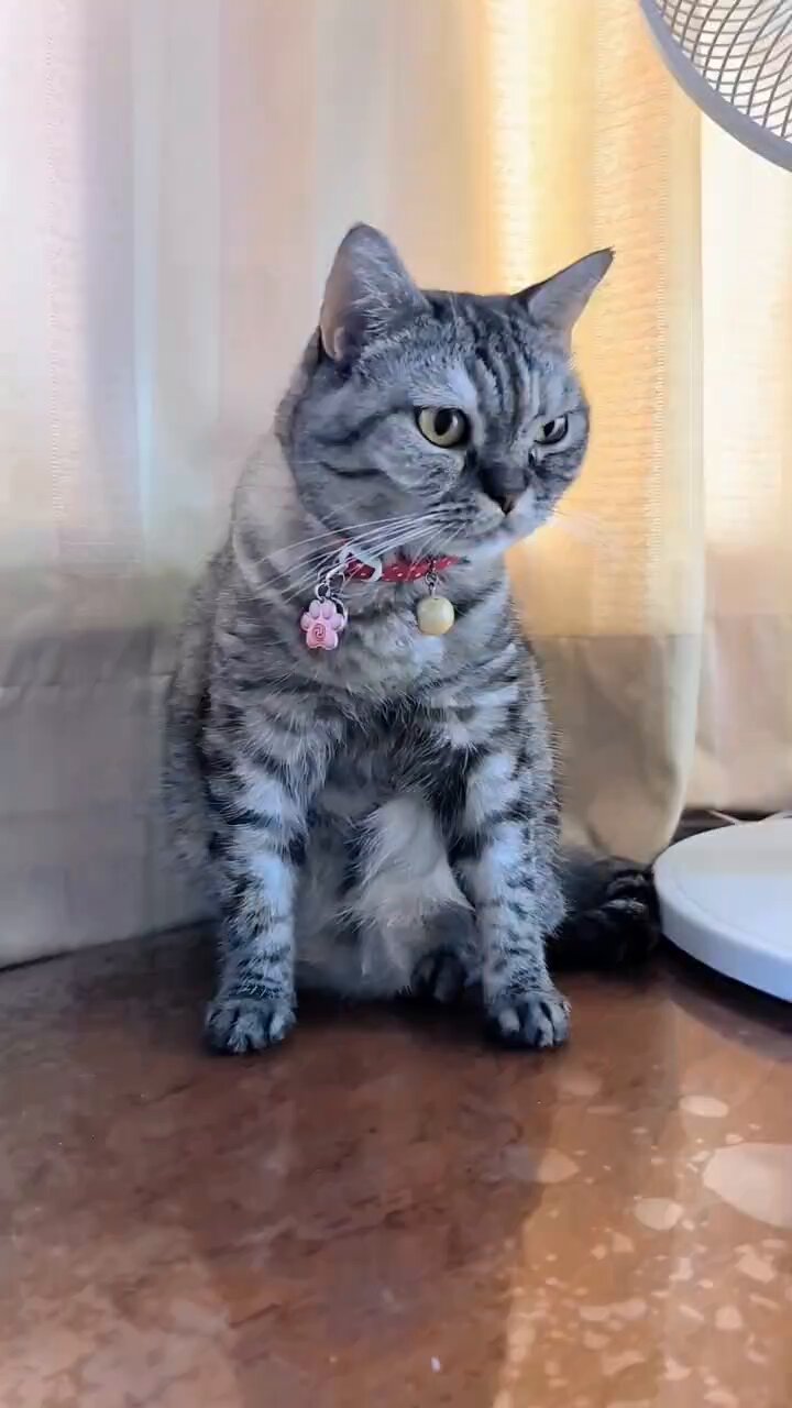 ねこさん⚡(ΦωΦ) on X: 
