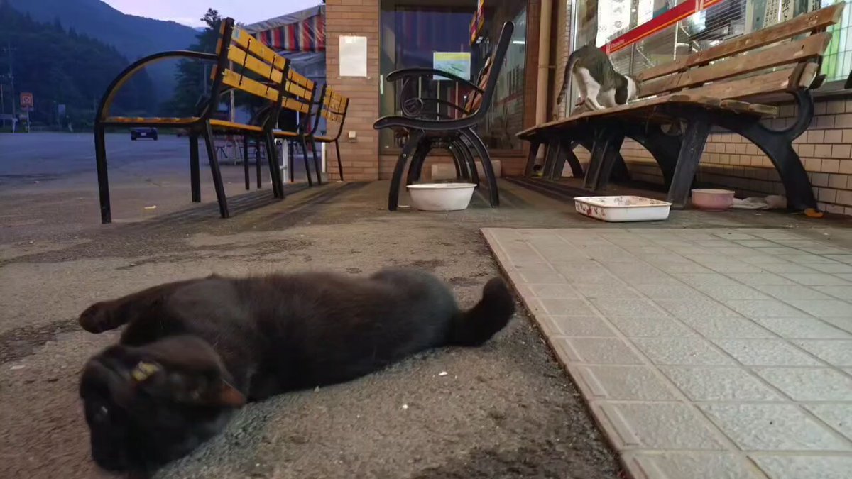 にゃんこ - Search / X