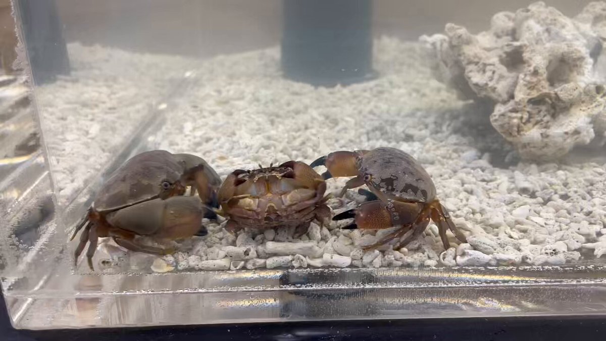 すさみ町立エビとカニの水族館 (@ebikaniaquarium) / X