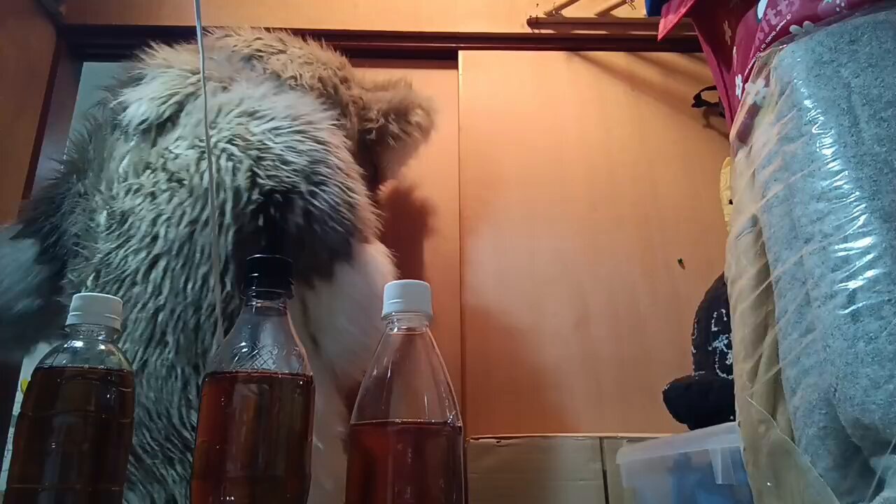 でかばたCh フロル・フライル on X: 