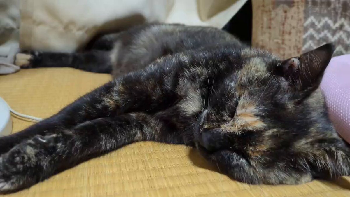 ナオ☘️ (@KzhFdS73plONkf6) / Posts / X