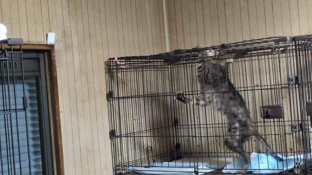 幼虫社 / 廃園 EDEN 幼虫社 / 廃園 EDEN COCONUTS DISK WEBSTORE / em Records