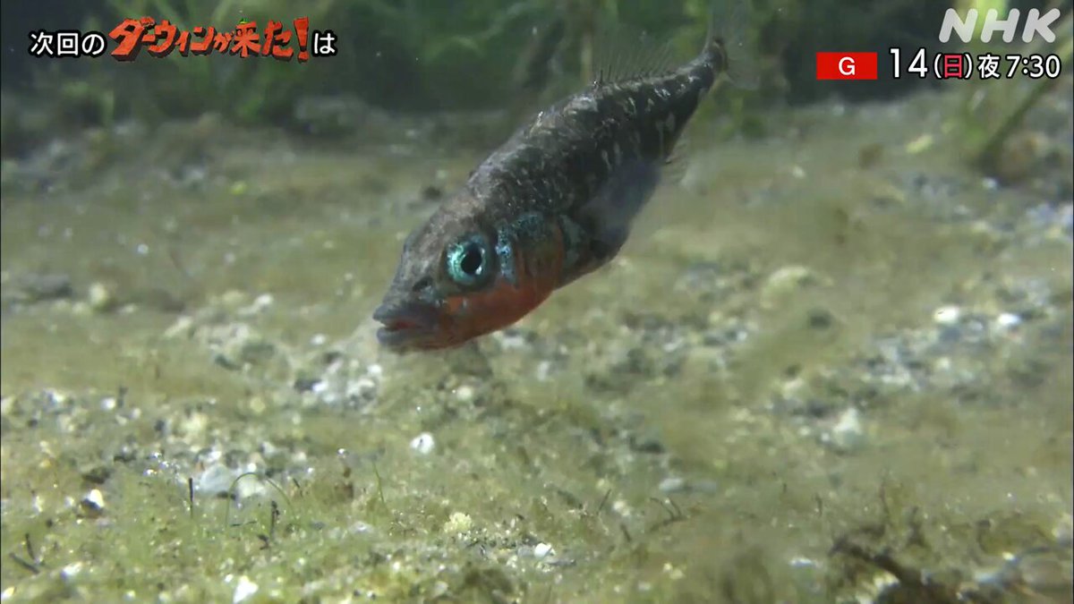 ダーウィンが来た！ (@nhk_darwin) / X