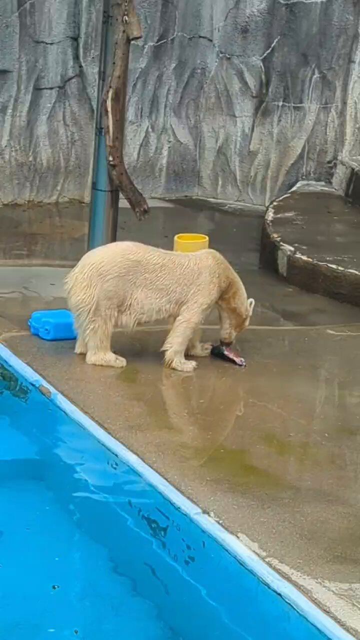 ショルダーバッグを下げたホッキョクグマさん ショルダーバッグを下げたホッキョクグマさん ホッキョクグマ